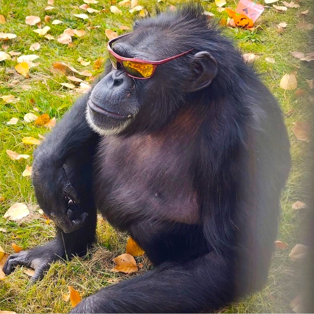 Monkey with glasses